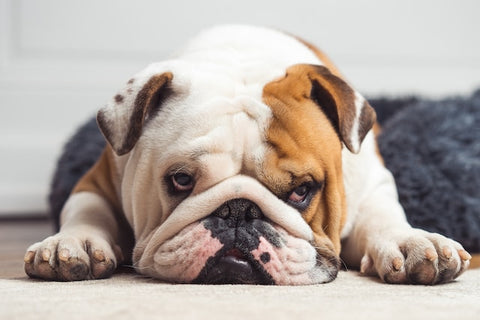 Bulldog slumped on floor