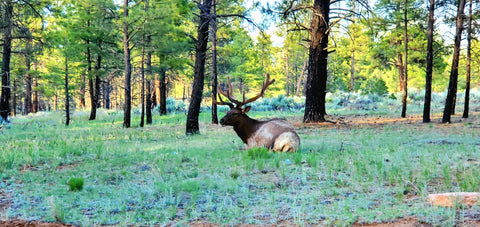 The Ponderosa-Grassland forest is ideal habitat for deer and elk.