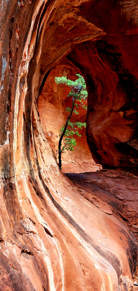Kachina Tree Cave