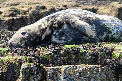 Seal island Cornwall St Ives