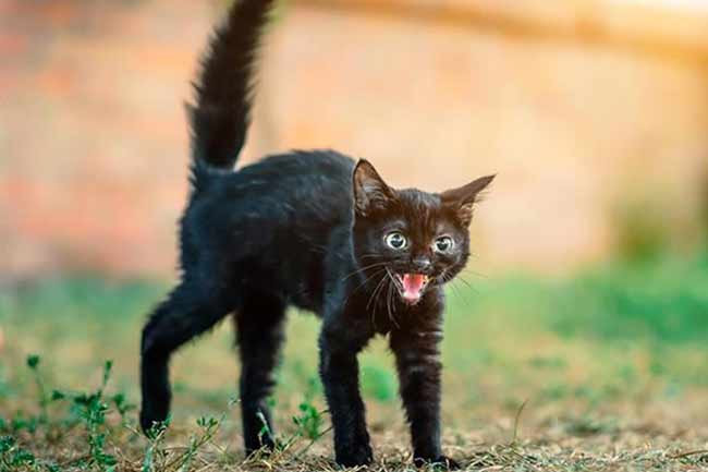 cat tail language frightened black kitten