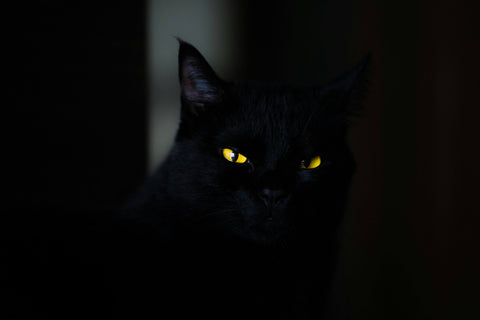 cat's eyes glow