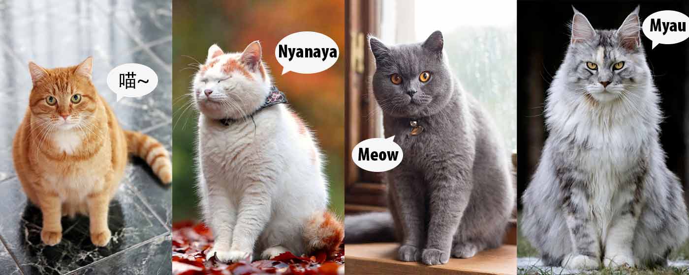 cats with different language