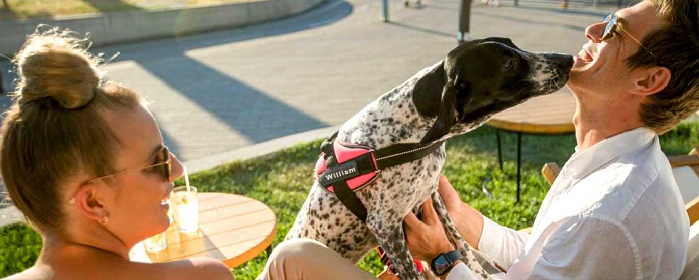 dalmatian with personalized no pull dog harness