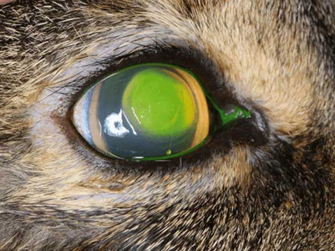 large corneal ulcer in a cat with FHV infection