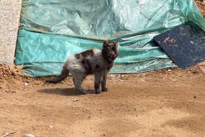 muddy stray kitten