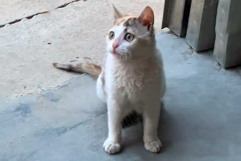 muddy stray kitten