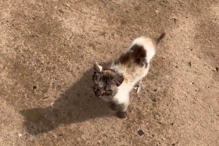 muddy stray kitten