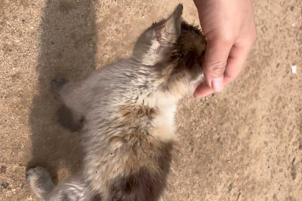 muddy stray kitten