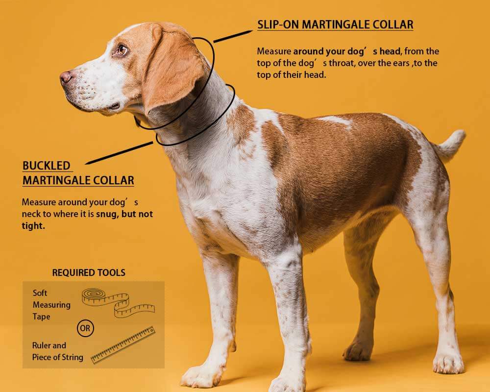 sizing image for martingale collars