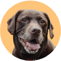 Dog Img