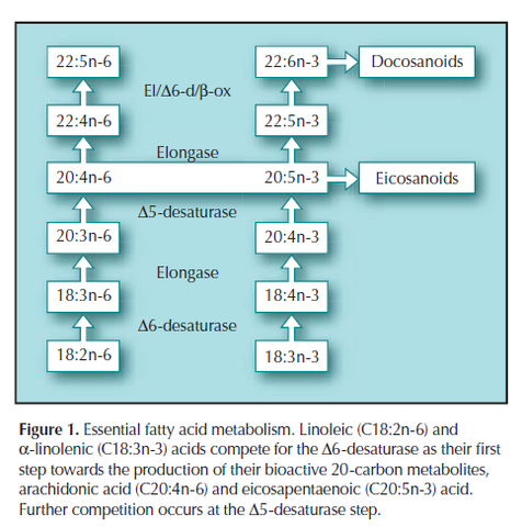 Table showing the conversion of omega 6 and omega 3 to powerful eicosanoids