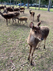 Boorumba Deer Park