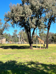 Giraffes at Dubbo Zoo