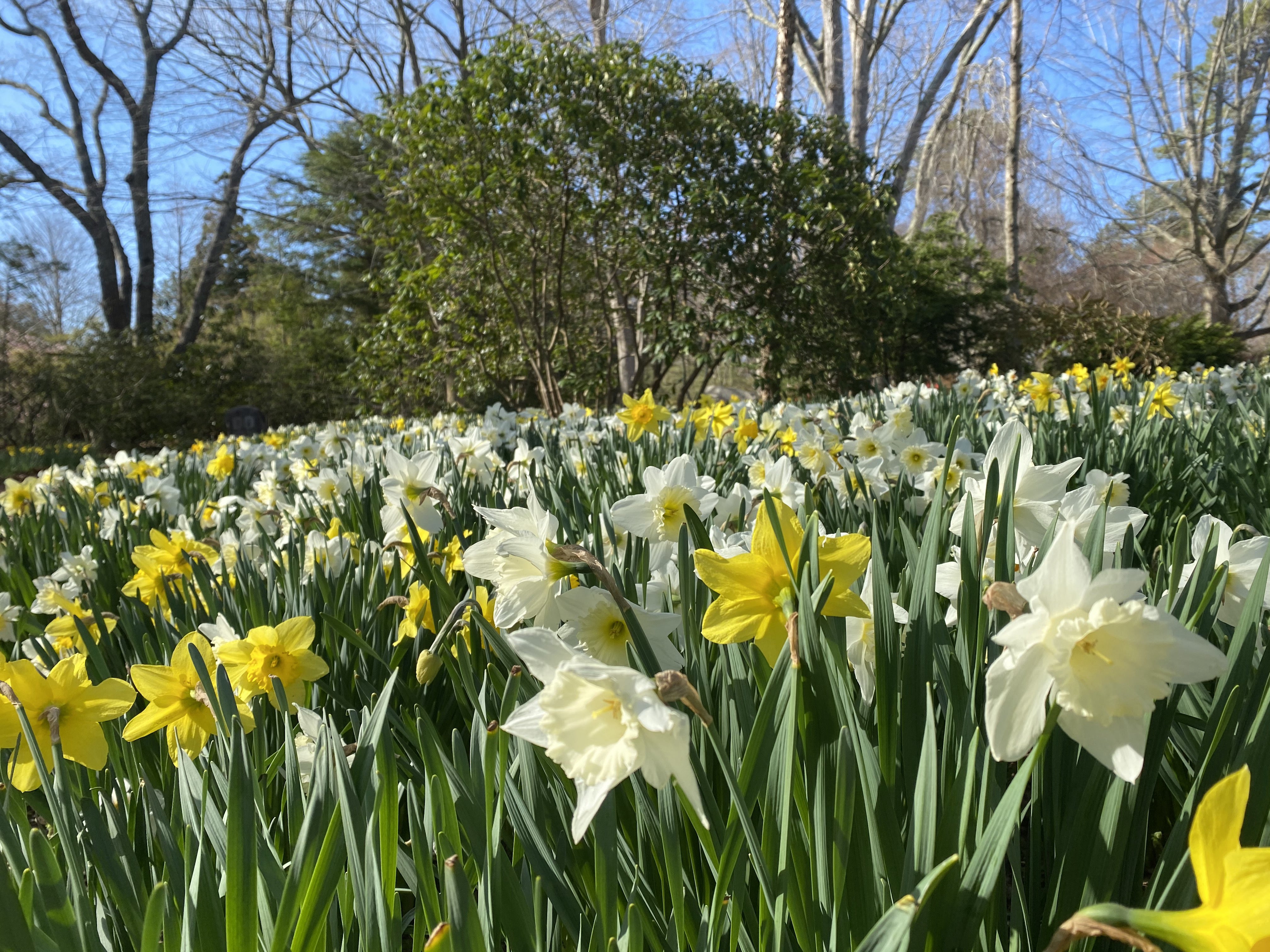 Glorious Daffodils Walk