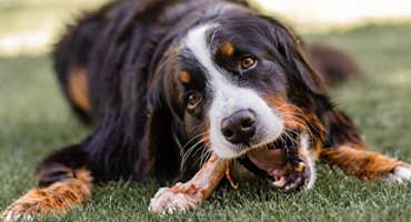 Large dog aggressively chewing on collagen bone