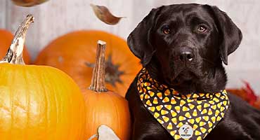 Pumpkin dog chews treats