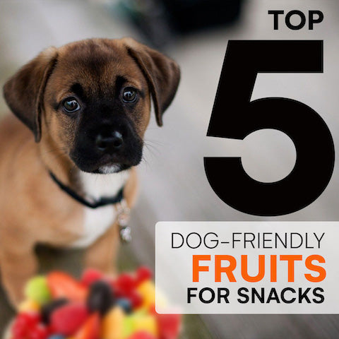 Top 5 fruits safe for dogs