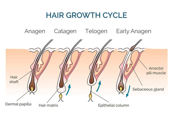the stages of beard hair growth