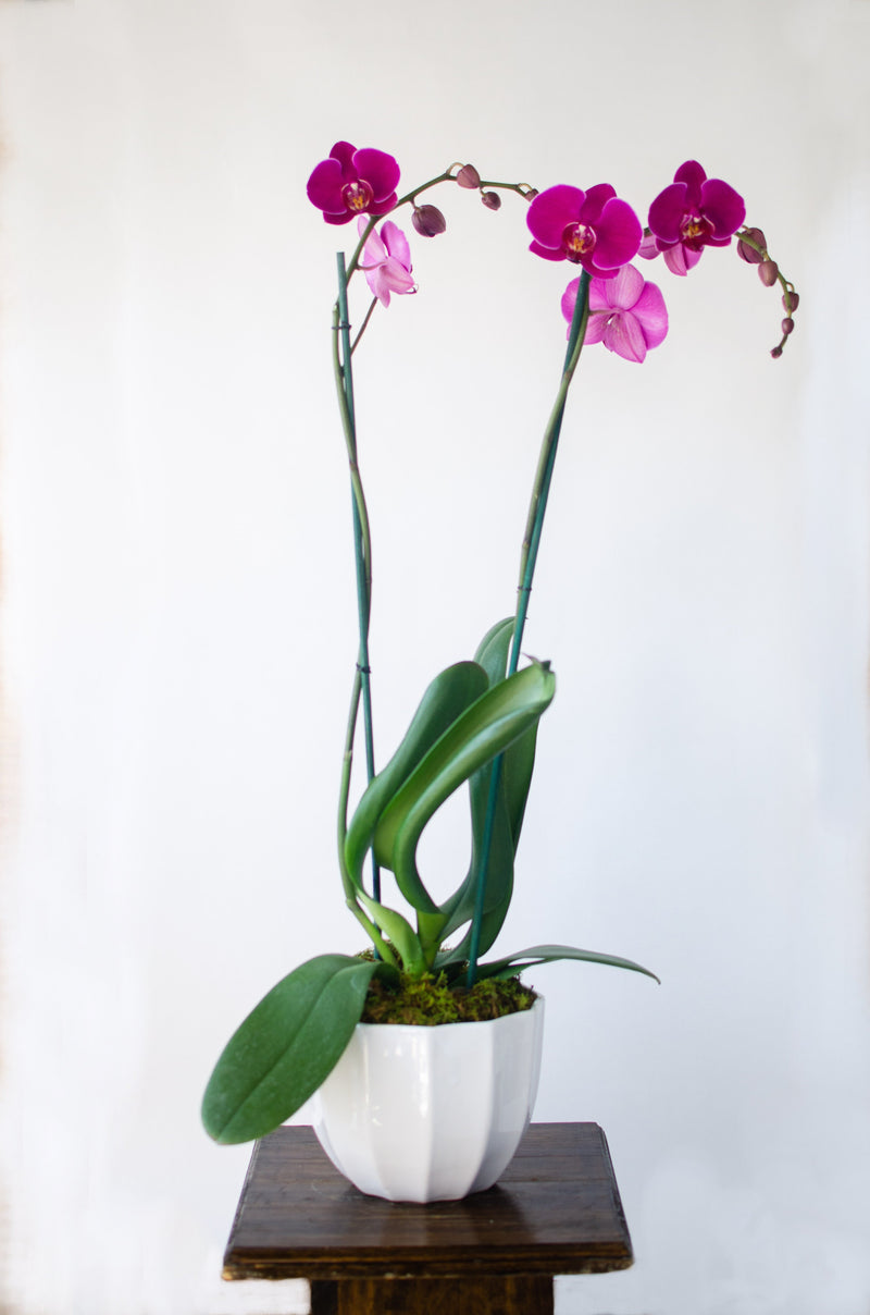 Orquídea Morada – Florería Núñez