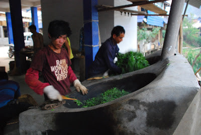 Myanmar workers frying Lao Man E spring leaves in the evening