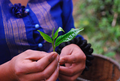 The perfect pick: 1 bud, 3 leaves. Note the fingers calloused from sha qing!