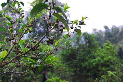 "Cha Guo" - tea seed pods growing in Lao Man E