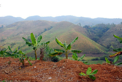 Young banana plantations in Yiwu