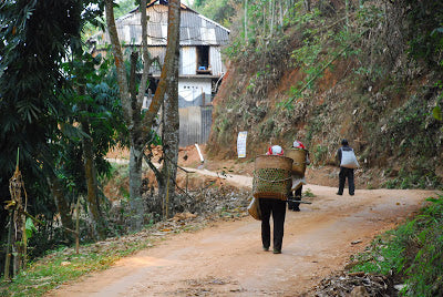 Freshly picked leaves being brought into the village for processing