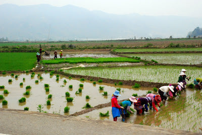 Paddy fields in Menghun