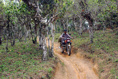 Motorcycle track through HeKai tea forest