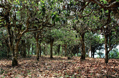 He Kai's ancient tea trees actually form a canopy