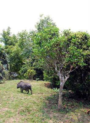 Pigs roaming the tea garden