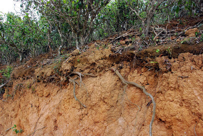 Tea tree roots exposed by road widening in Lao Ban Zhang