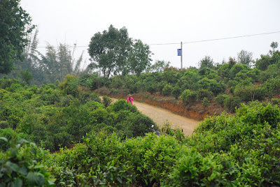 Young tea plants on the dirt track leading into Lao Ban Zhang