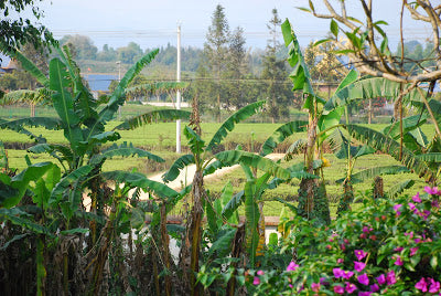 A glimpse of plantation tea behind the banana trees