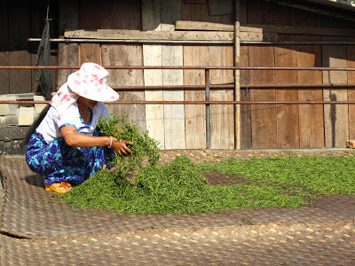 Spreading puer leaves out to sun dry in Jingmai