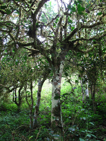 Tea tree pruned for easier harvesting - Autumn 2011