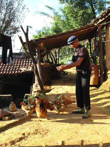 Feeding time in Bang Wei village, Simao