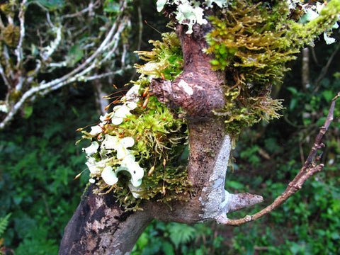 Mosses & lichen growing on a wild tea tree