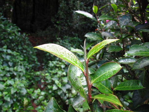 Bud emerging from a wild tea tree in Bada, Yunnan