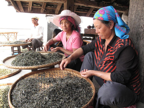 Sorting the dried maocha