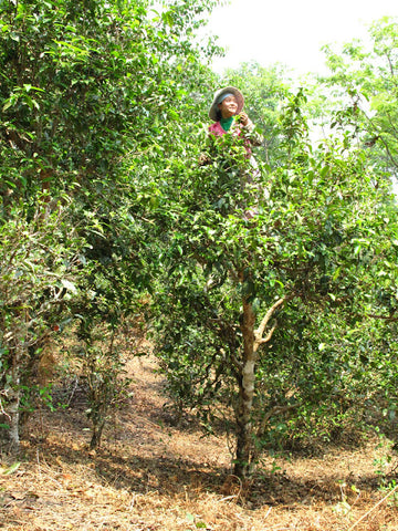 Tea picker in the canopy - Spring 2012