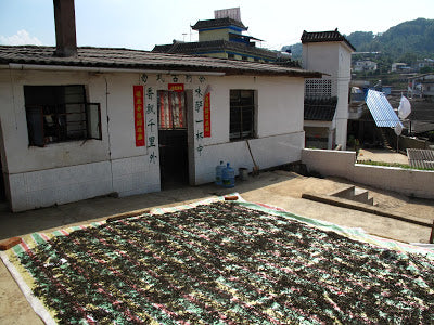 Direct sunlight is the best for drying maocha