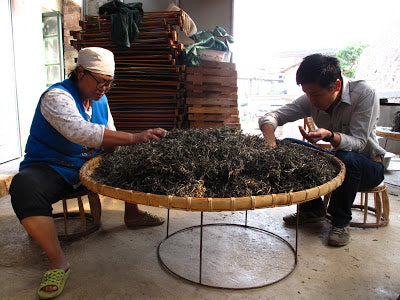 Picking out the "huang pian" (old yellow leaves)
