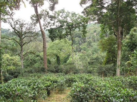 Tea garden near Ya Nuo village, You Le