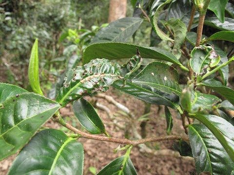 Tea leaf blight