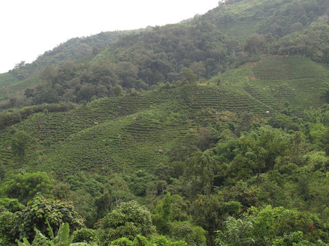 Taidicha plantation on the lower slopes of You Le mountain