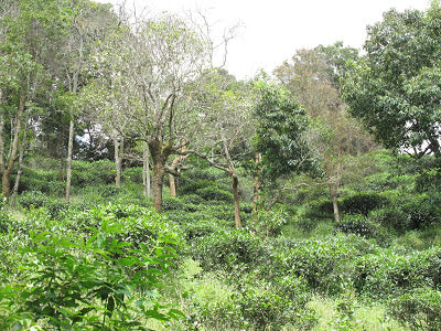 LuoShuiDong tea shrubs grow in a bio diverse environment