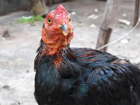 "De Niro" Fighting cock in Mansa village, Yiwu - "You talkin to me?"